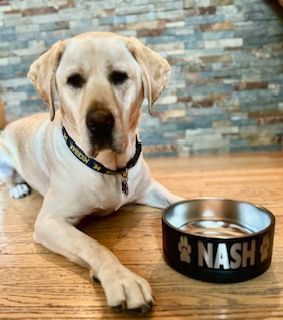 Pet Bowl