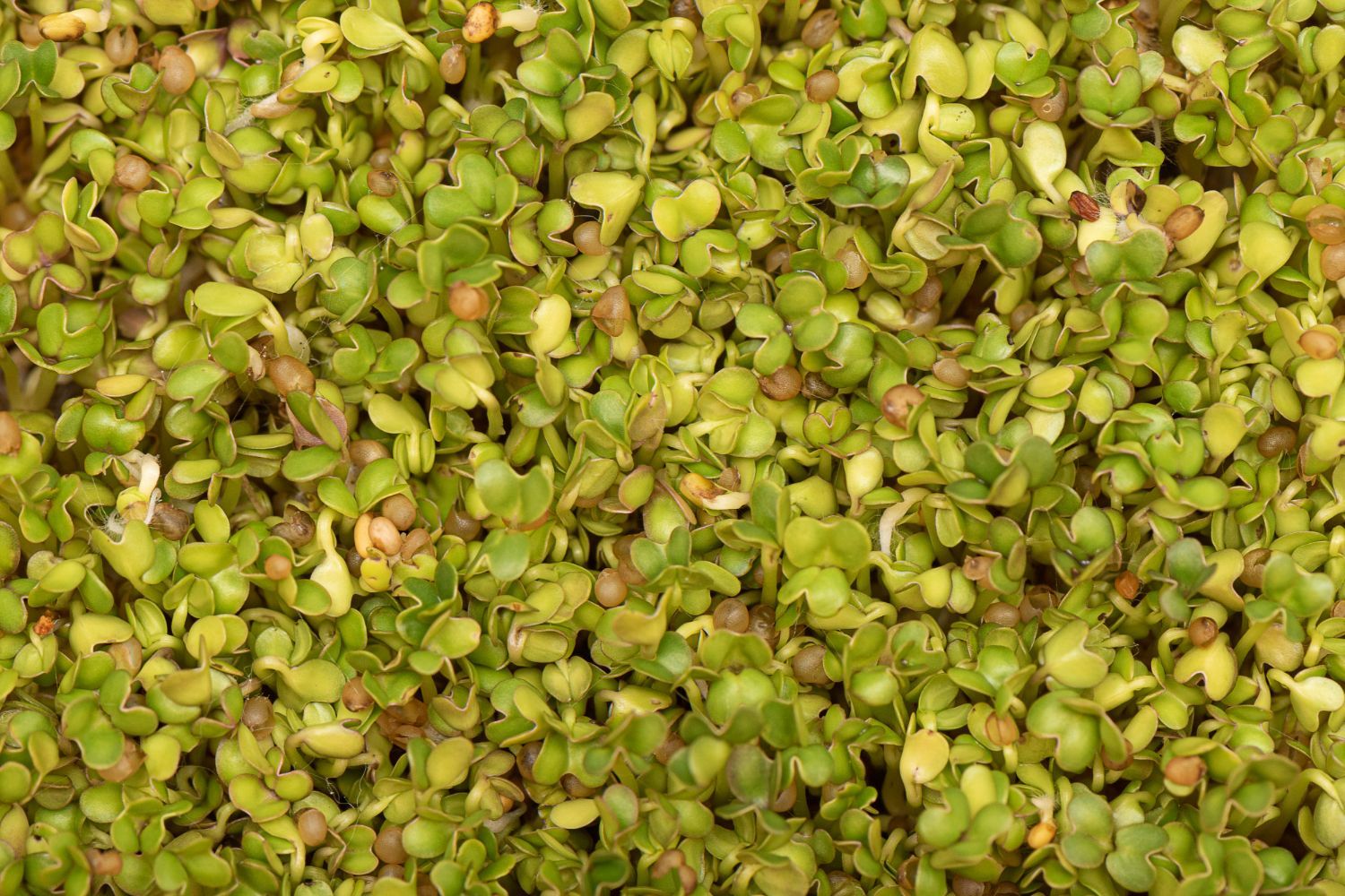 Close-up of a dense pile of green and yellow dried leaves or nuts.