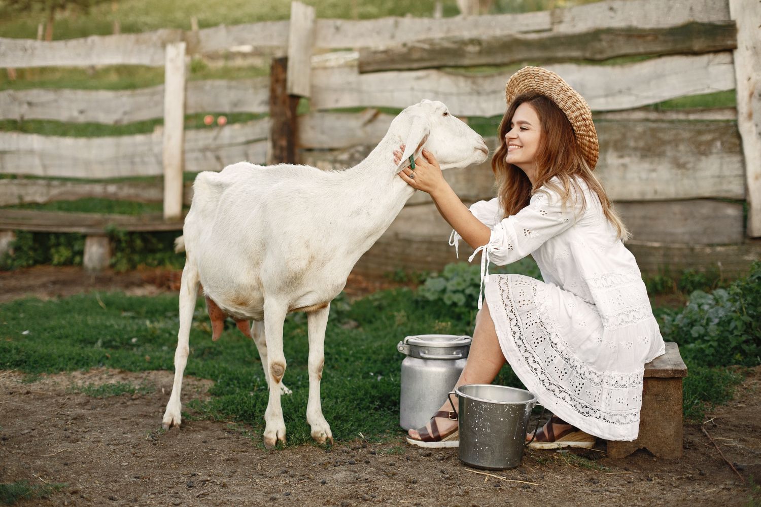 Woman in a white dress petting a white goat beside metal pails in a rustic barnyard