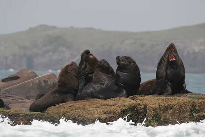 Quatro focas escuras descansando numa costa rochosa, com ondas a rebentar em primeiro plano e colinas ao fundo, envoltas em neblina