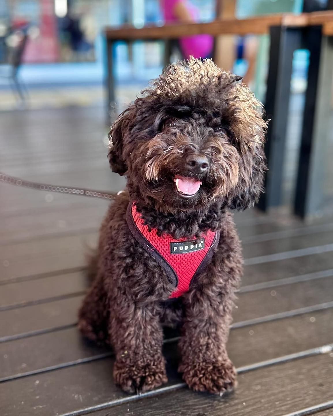 Black Poodle Wearing a Red Harness, Panting Happily Outdoors — Memories Cafe @ Yorkeys Knob in Yorkeys Knob, QLD