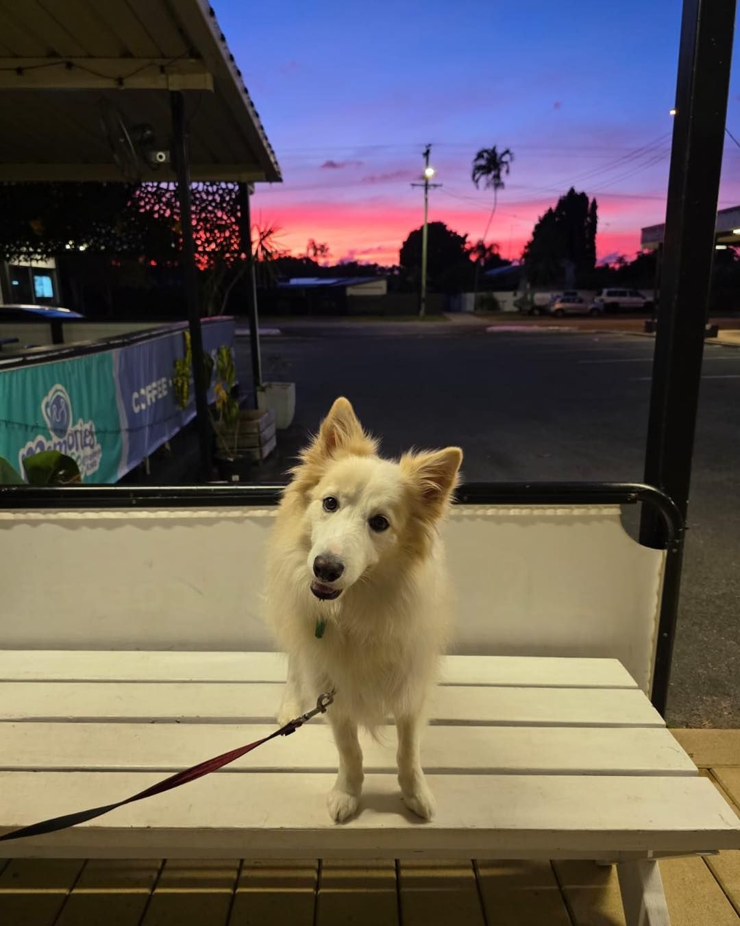 White Dog on a Bench, Looking at the Camera — Memories Cafe @ Yorkeys Knob in Yorkeys Knob, QLD