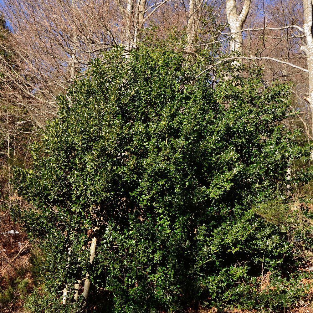 Green, dense holly bush in a sunny woodland setting.