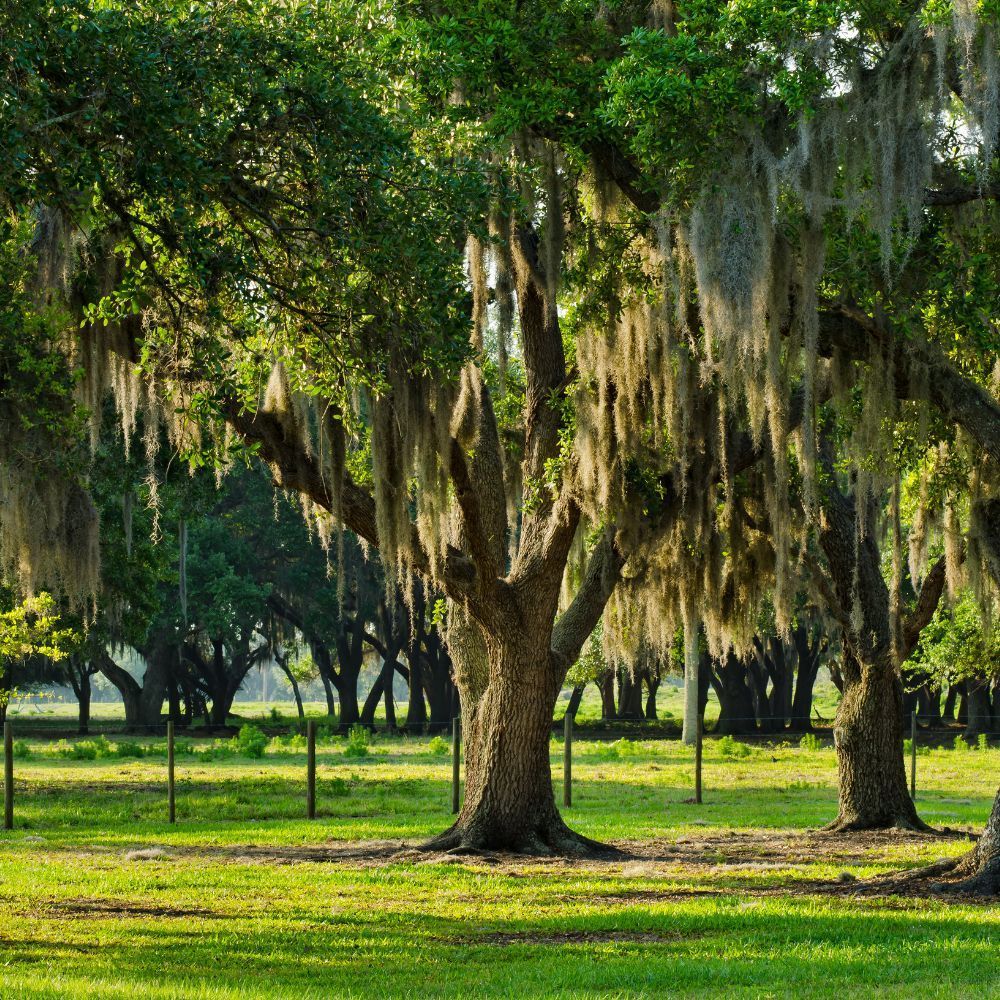 Lush green trees with Spanish moss in a grassy field, sunlight shining.