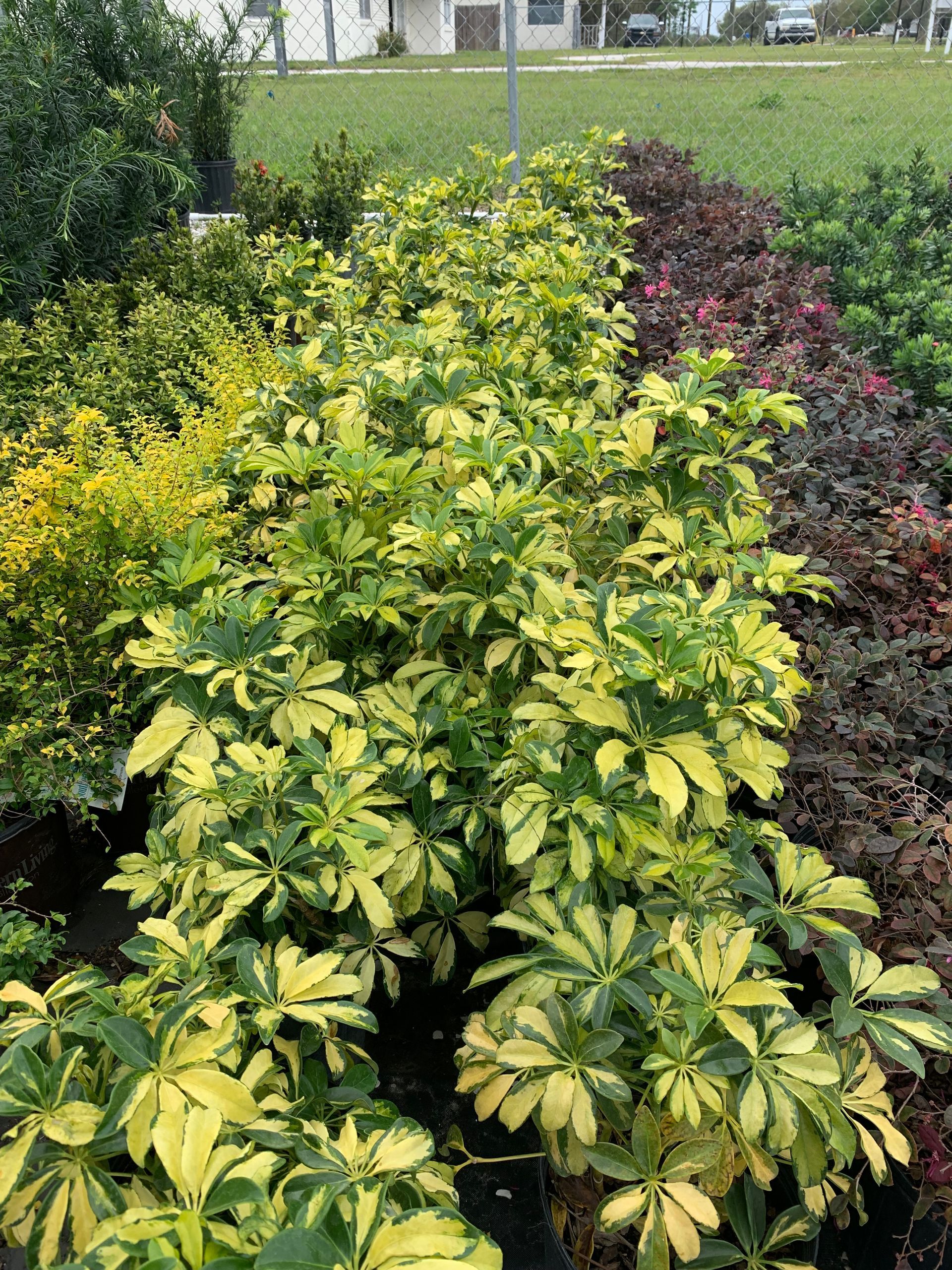 Shrubs | Wesley Chapel, FL