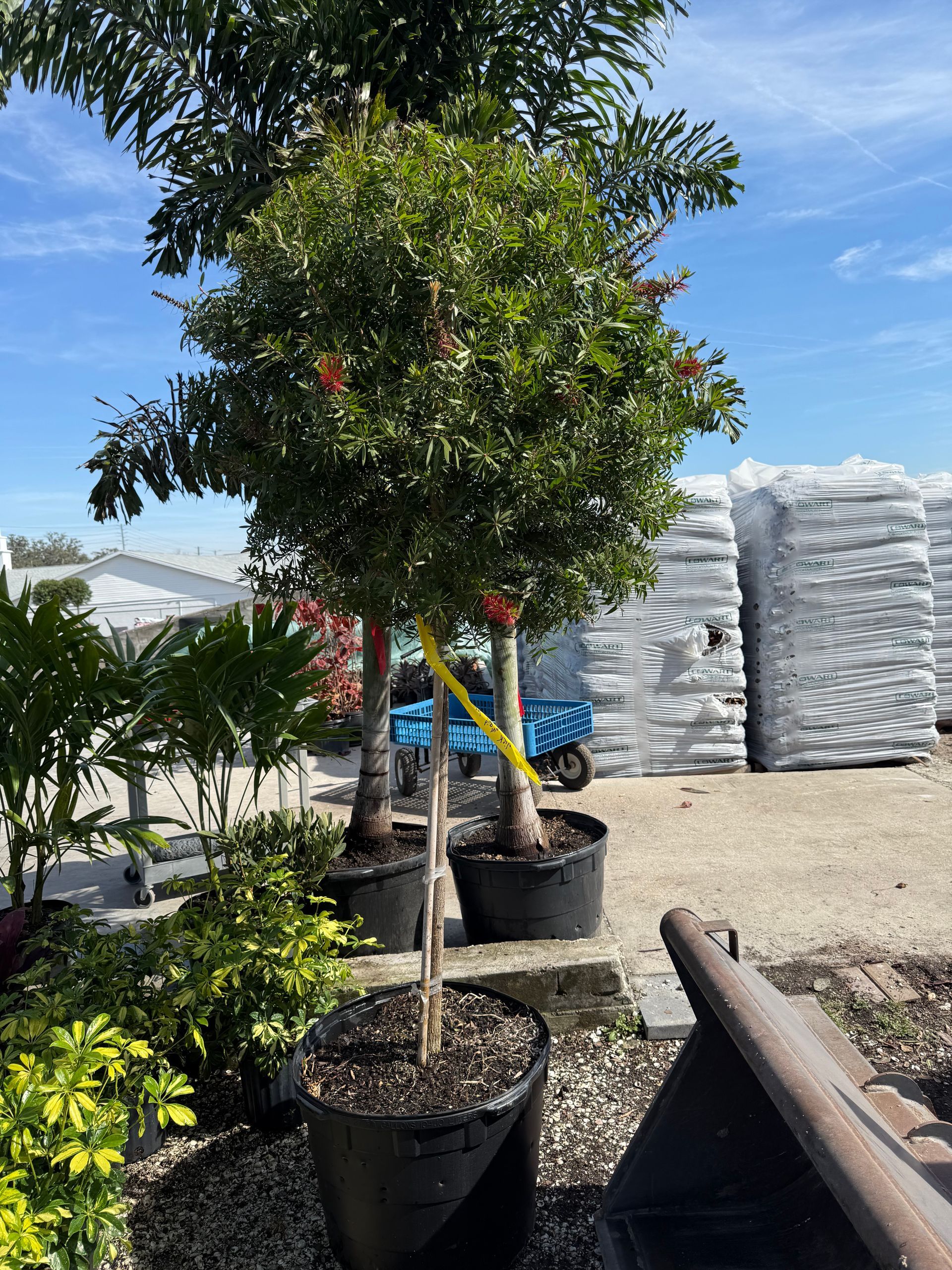 Tree in a black pot with green leaves and orange fruit, outside a building under a blue sky.