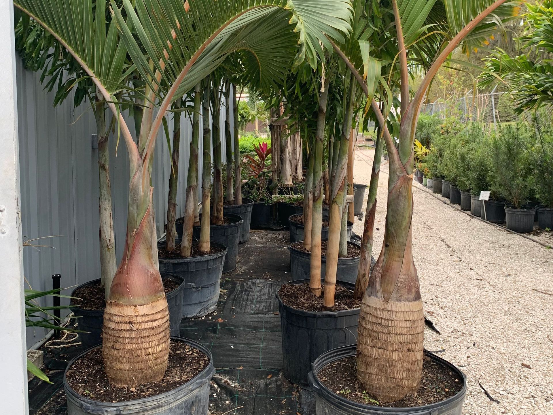 Mulching service | Wesley Chapel, FL