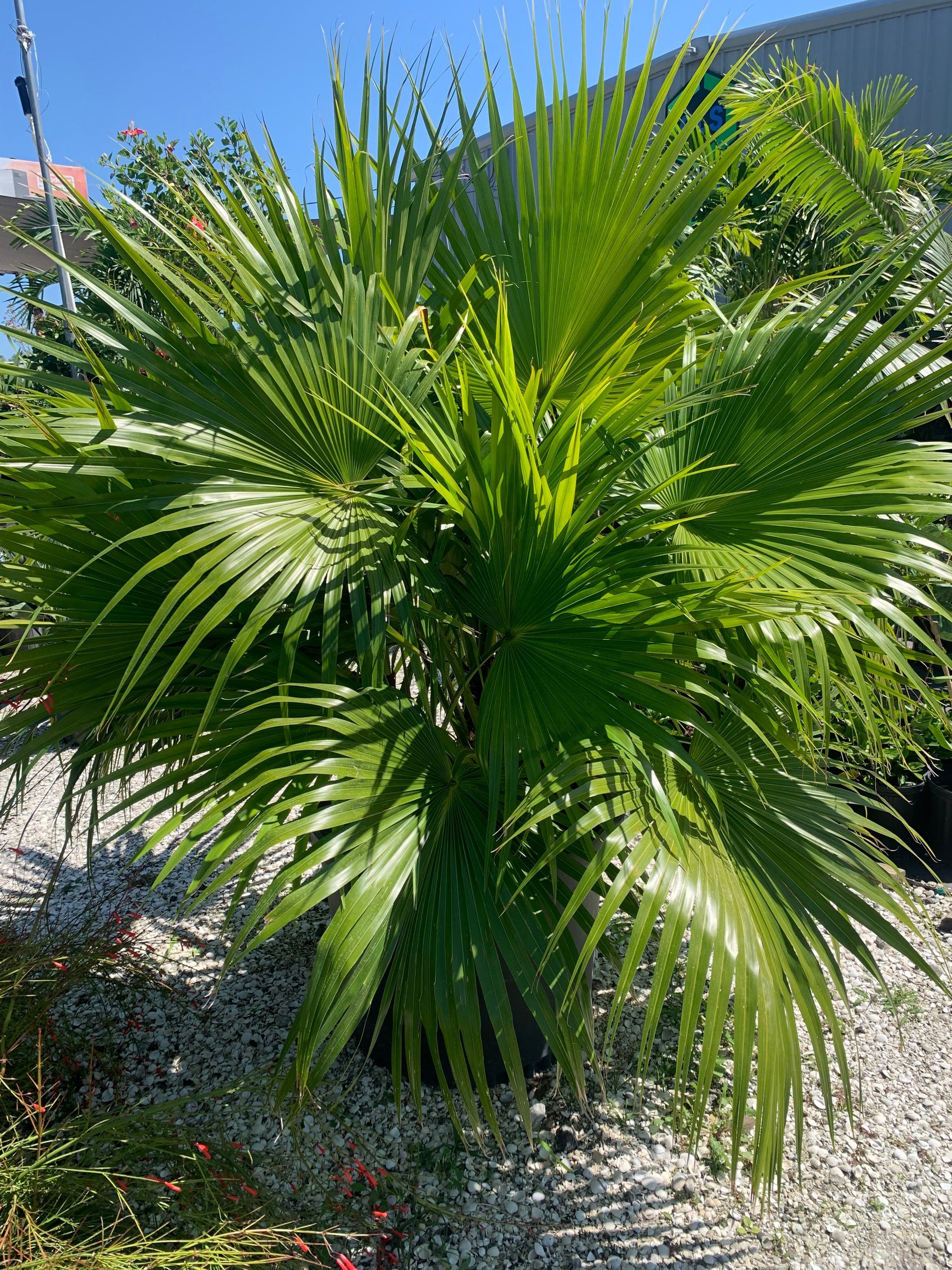 Palm trees | Wesley Chapel, FL