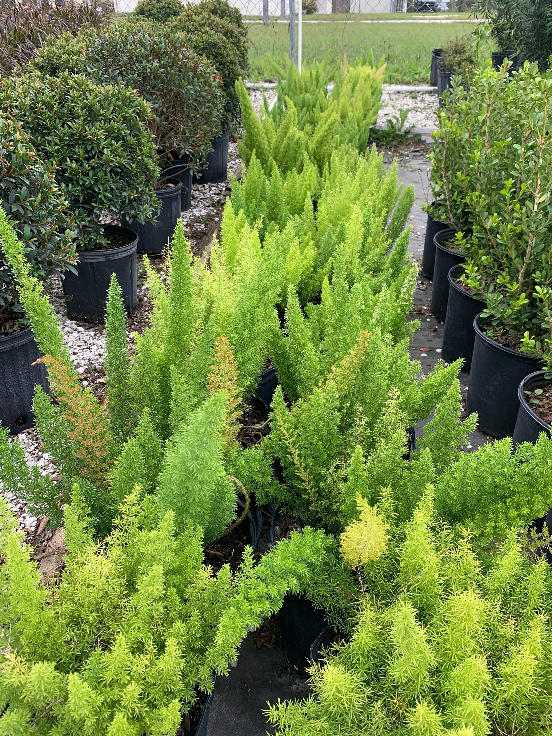 Foxtail Ferns | Wesley Chapel, FL