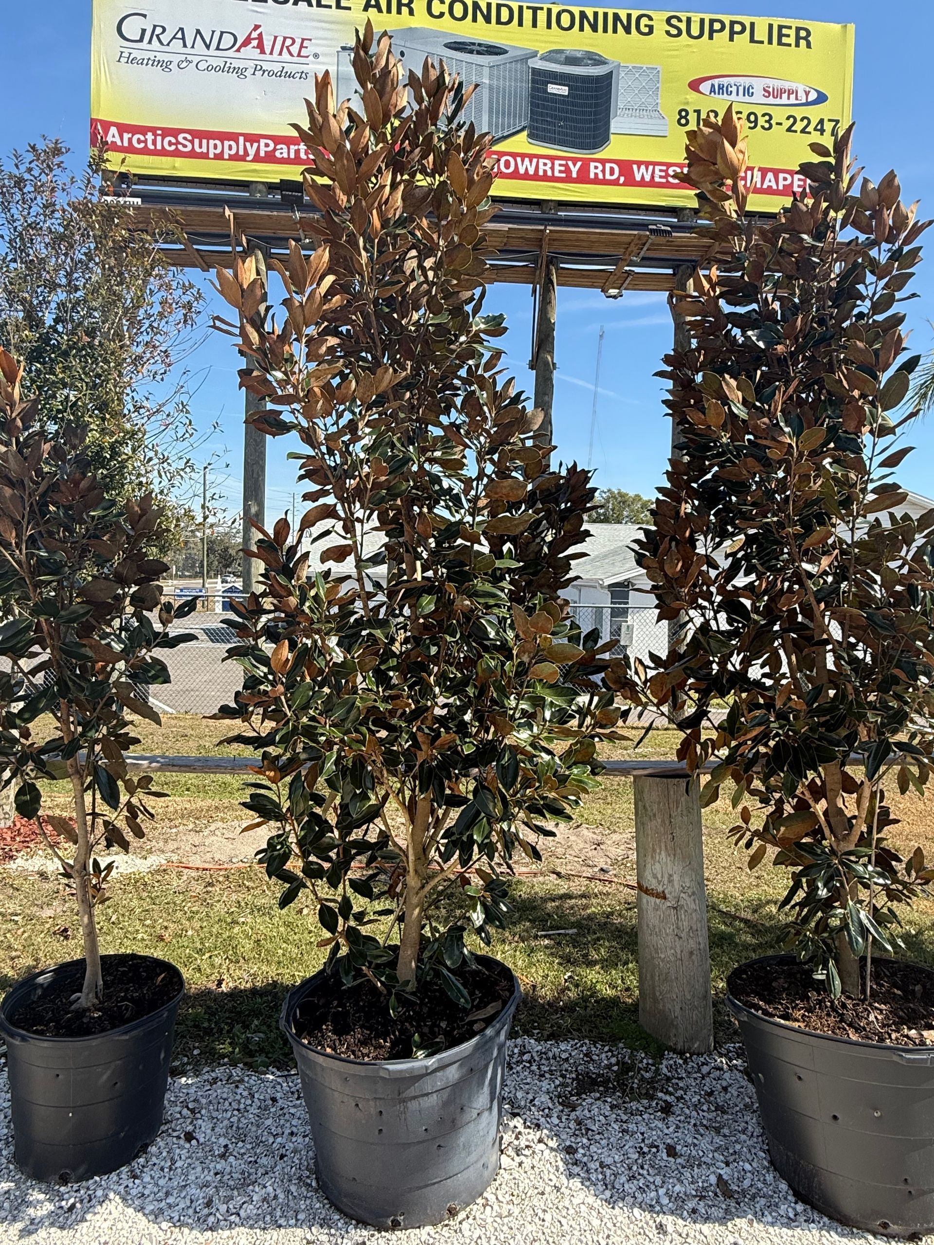 Three trees in black pots sit on gravel near a sign, under a sunny sky.