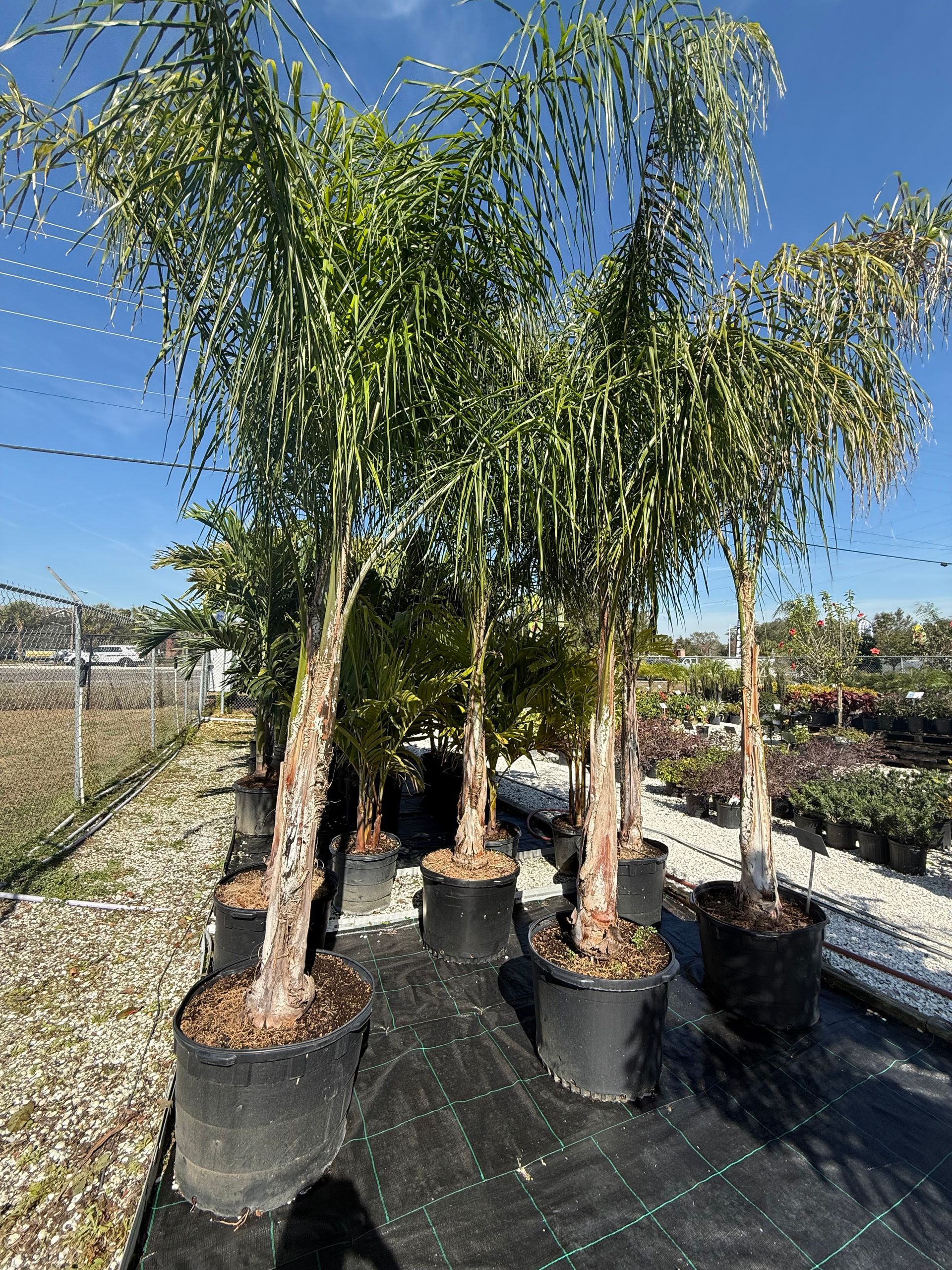 Palm trees in black pots, arranged on black fabric in a sunny outdoor setting.