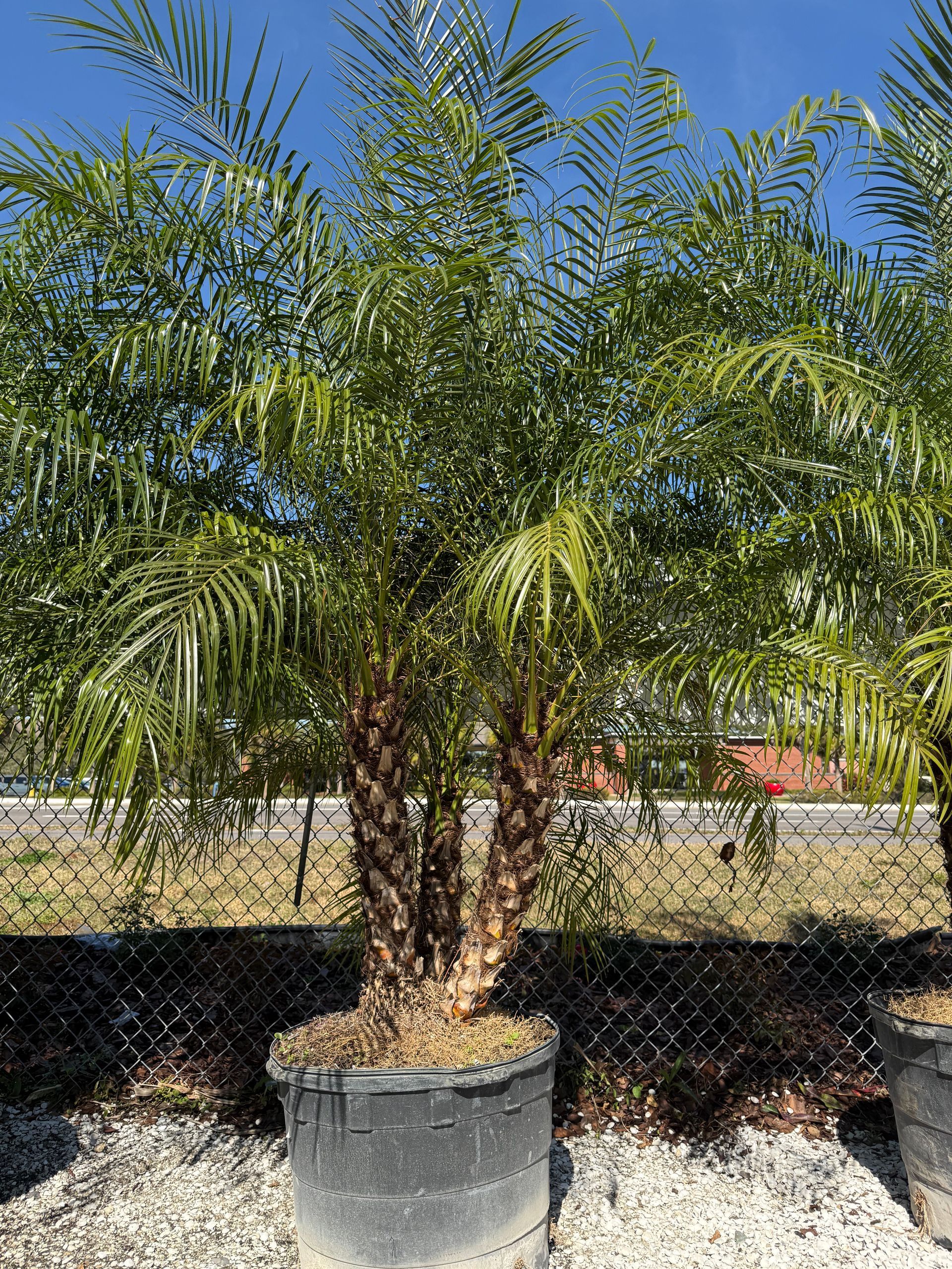Palm tree in a black pot, lush green fronds, brown trunks, against a blue sky.