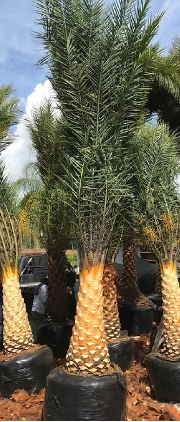 Palm trees in black pots, with the trunks in a golden color, with a blue sky in the background.