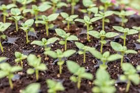 Plant supplies | Wesley Chapel, FL