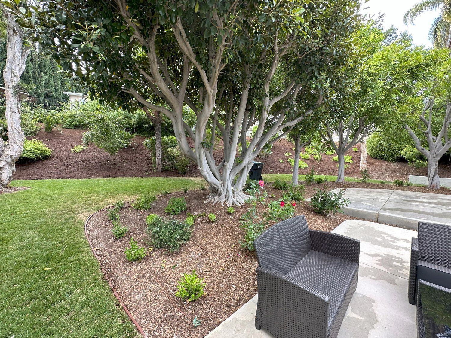 A patio with chairs and a tree in the backyard.