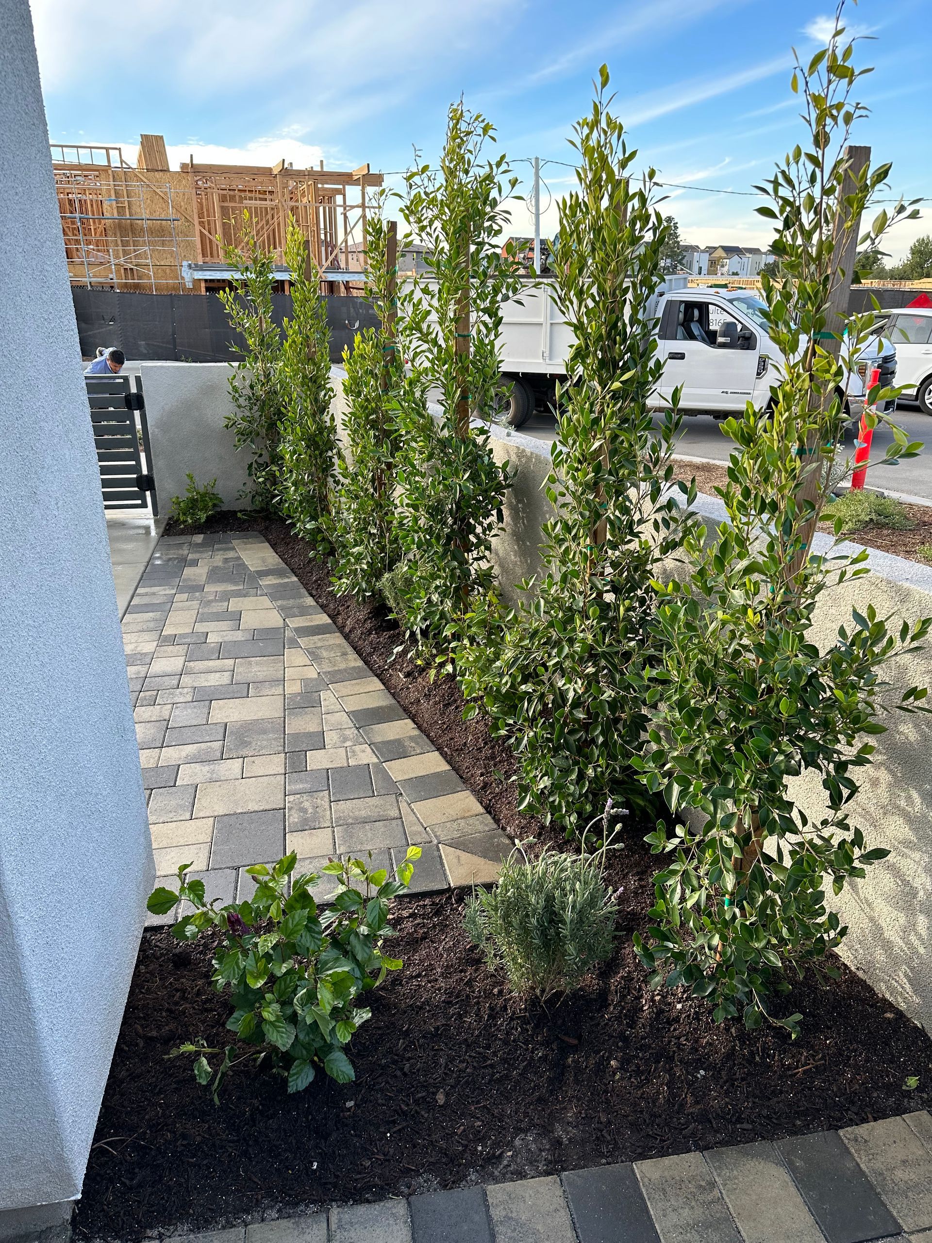 A row of trees are growing in a garden next to a brick walkway.