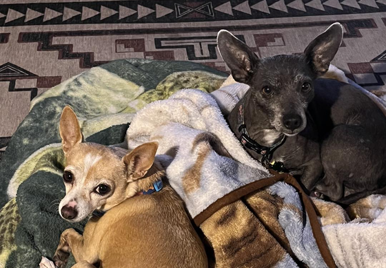Two small dogs lying on blankets, one tan and one black, in a cozy indoor setting.