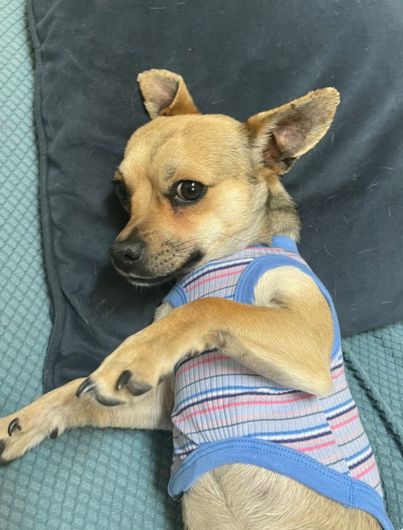 Small tan dog in a blue striped shirt lying on a dark cushion, looking up at the camera.