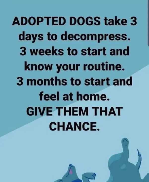 Poster with text about adopted dogs decompression timeline, over blue dog silhouettes.