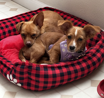 Two brown puppies cuddled in a red-and-black plaid pet bed on a tiled floor.