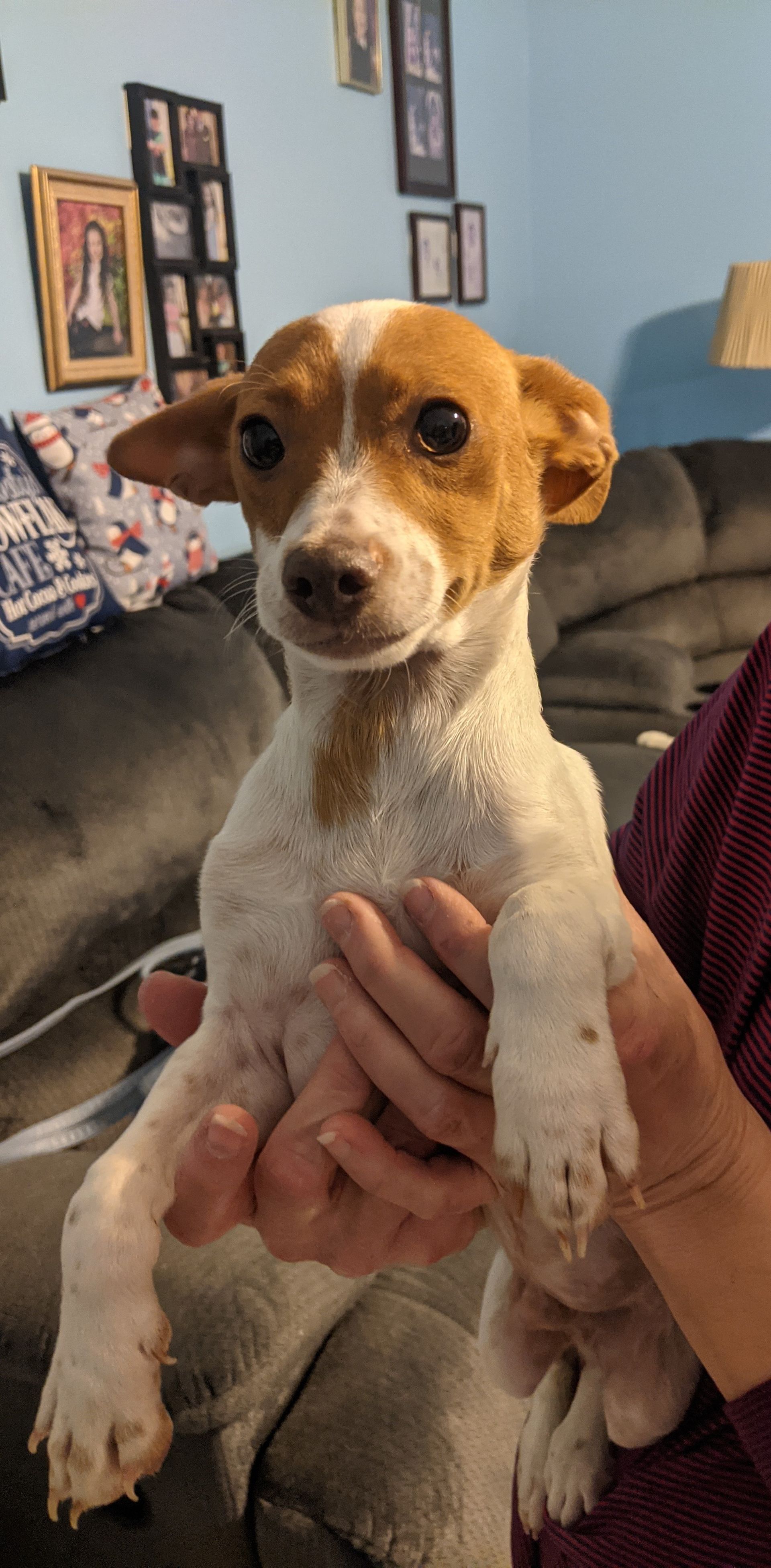 Small brown-and-white puppy being held up indoors on a couch, looking at the camera