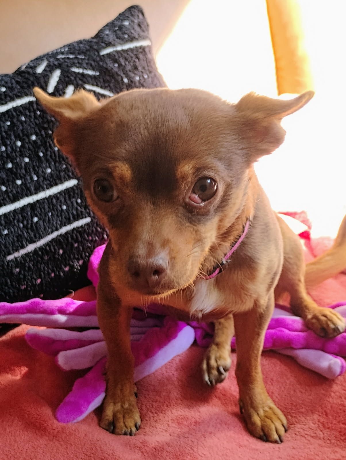Small brown Chihuahua sitting on a pink blanket, looking up with big eyes.