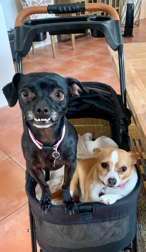 Two small dogs in a stroller, one black and one tan-and-white, looking at the camera indoors