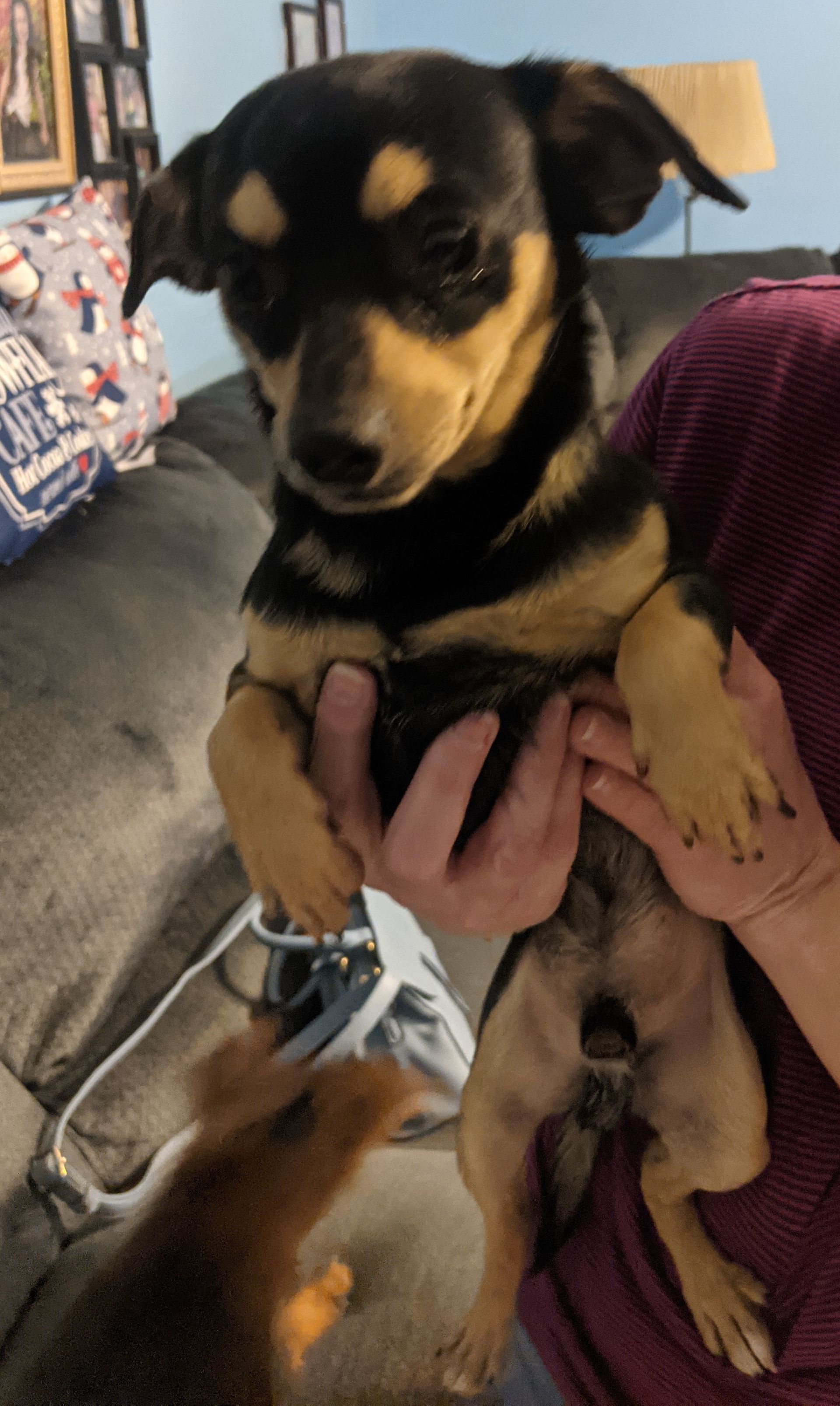 Black-and-tan puppy being held indoors, looking down while another dog lies on the couch nearby