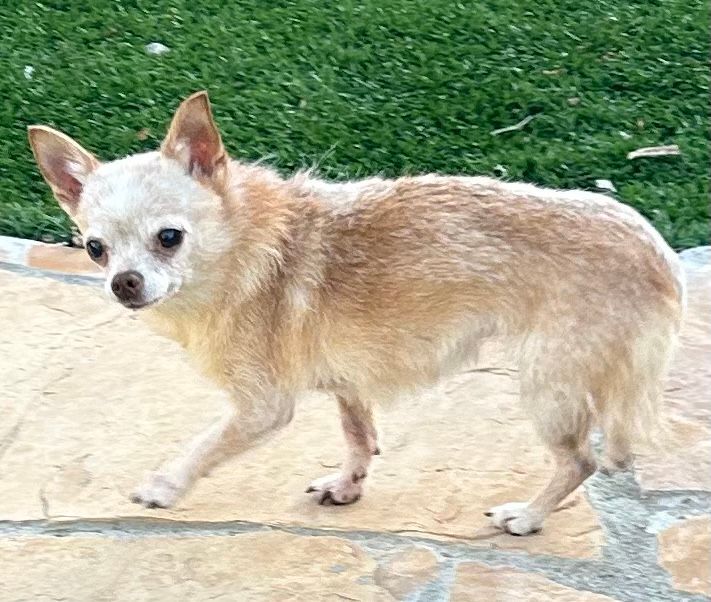 Small tan Chihuahua standing on a stone patio beside green grass.