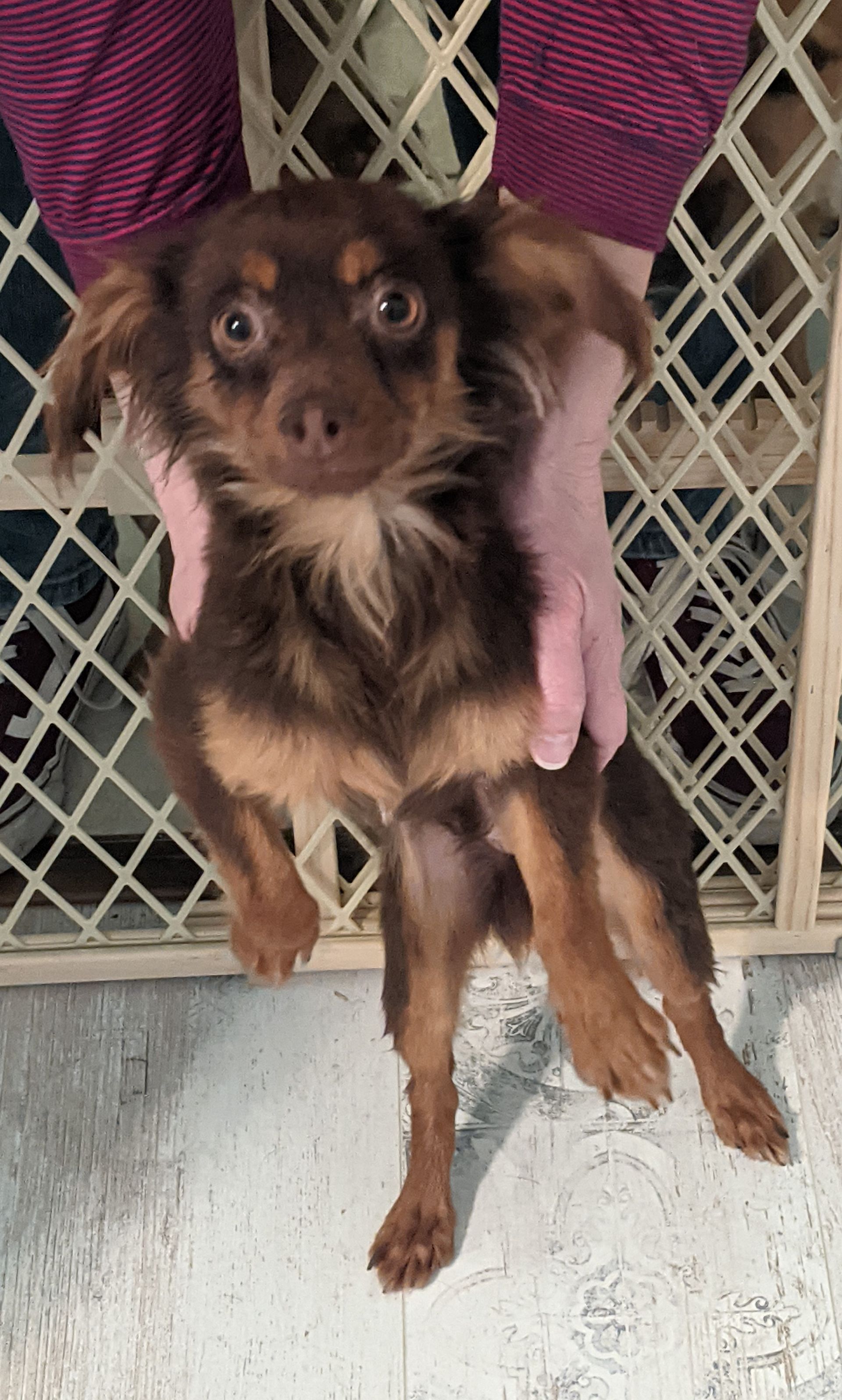 Small brown-and-tan puppy being held up against a white lattice gate