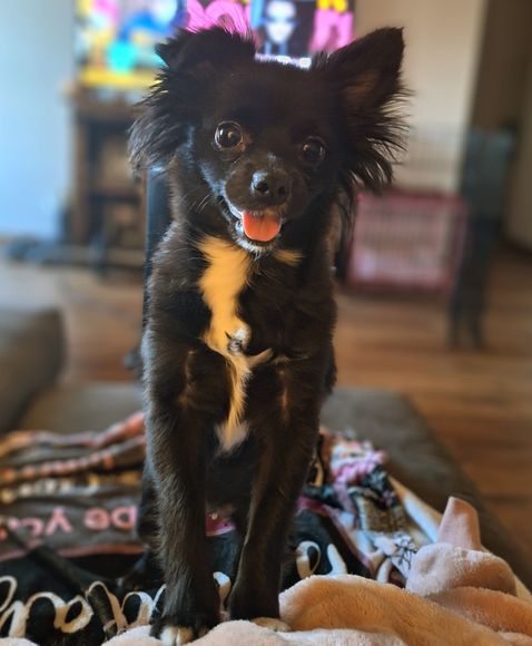 Small black fluffy dog with white chest standing on a blanket indoors, tongue out, looking at camera