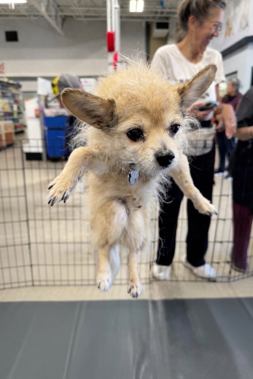 Small wet dog being held up indoors, with people and pet store shelves in the background