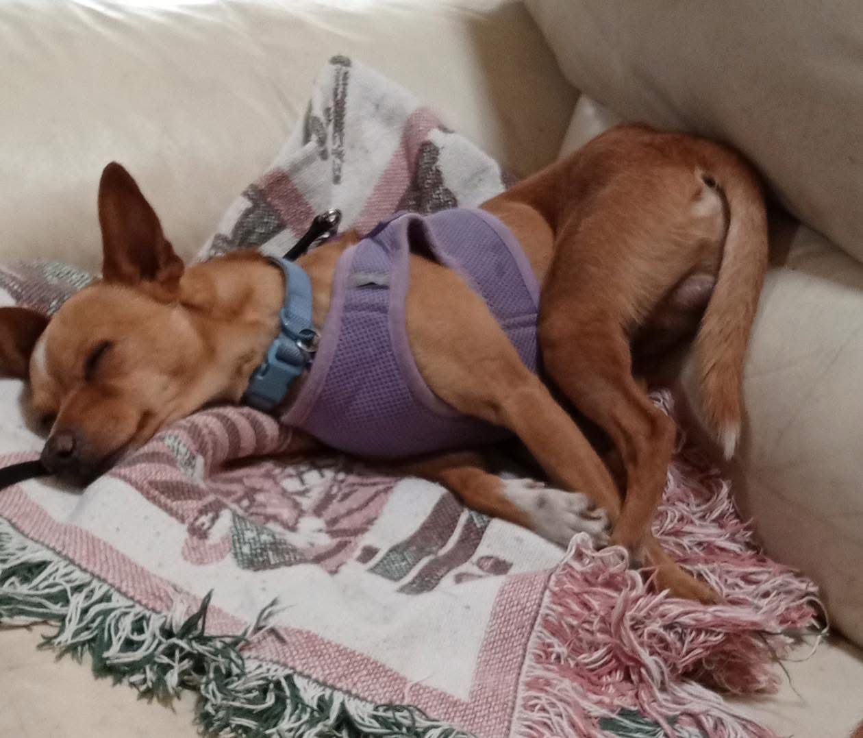 Sleeping tan dog in a purple harness on a patterned blanket on a couch