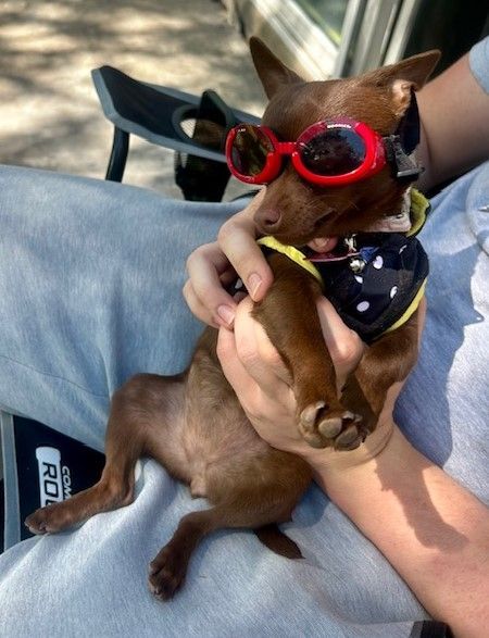 Small brown dog wearing red goggles and a bandana, sitting on a person's lap outdoors.