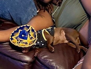Small brown dog wearing a blue-and-gold hat resting on a brown leather couch