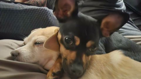 Two sleeping puppies cuddled together on a couch, one cream-colored and one black-and-tan.