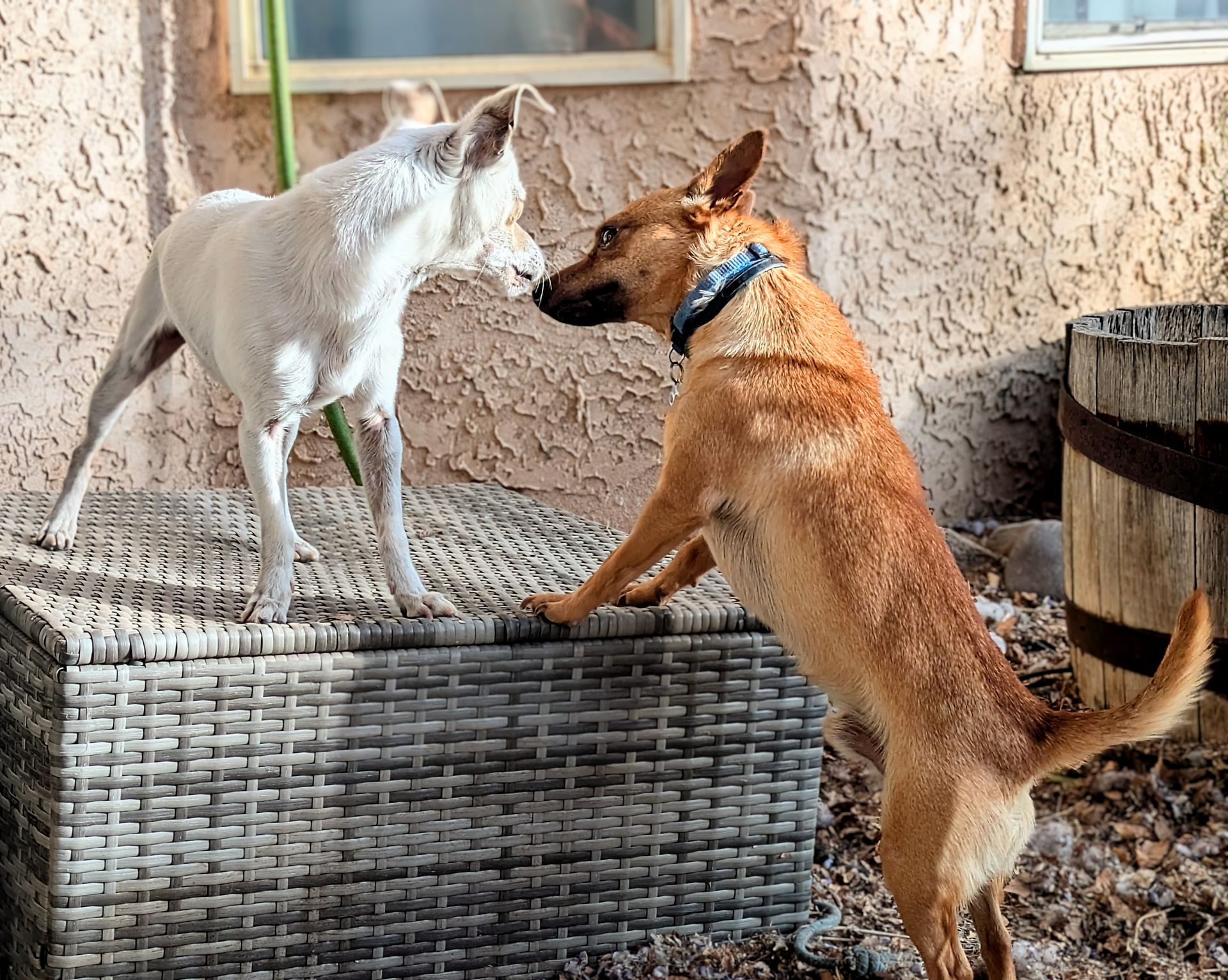 Two dogs, one white and one tan, face each other on a wicker outdoor bench.