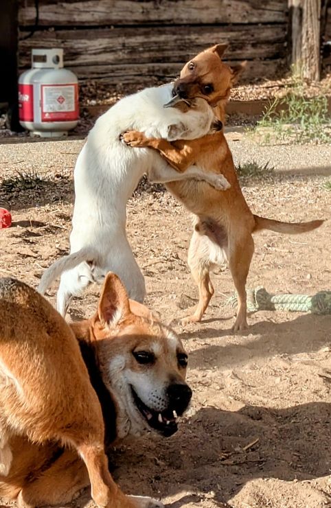 Three dogs playing and wrestling on a dirt yard, one tan-and-white dog in the foreground.