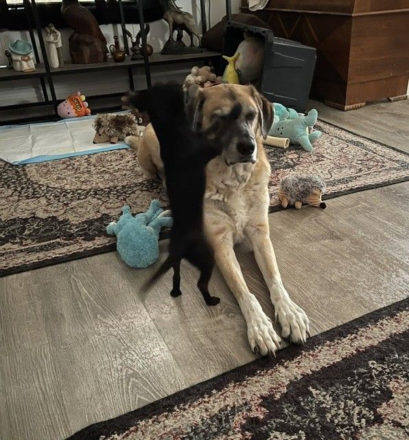 Large dog sitting on a rug beside a black cat in a living room, with toys scattered around.
