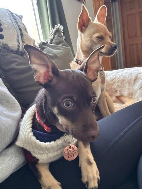 Two small dogs on a couch, one black in a sweater and one tan, both alert and looking off-camera.