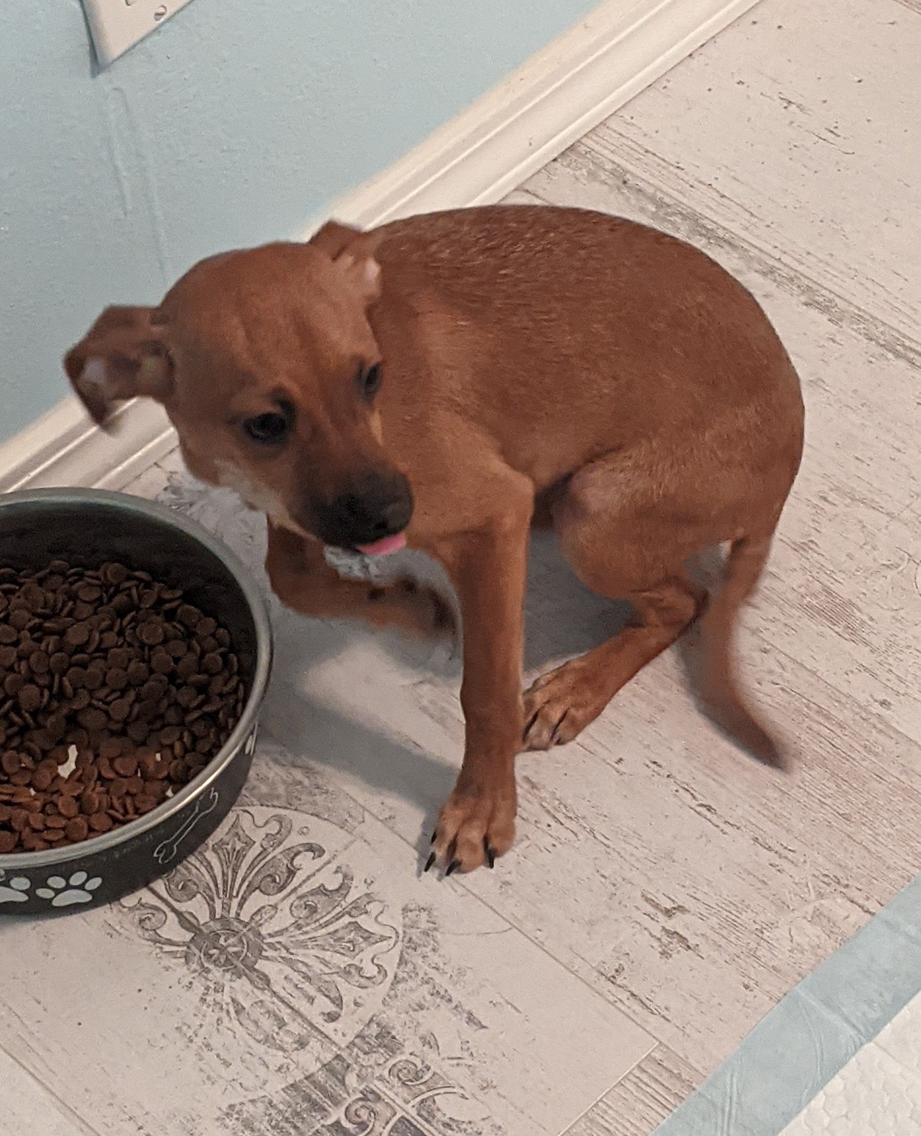Small brown dog sitting on a tiled floor beside a bowl of kibble, looking down.