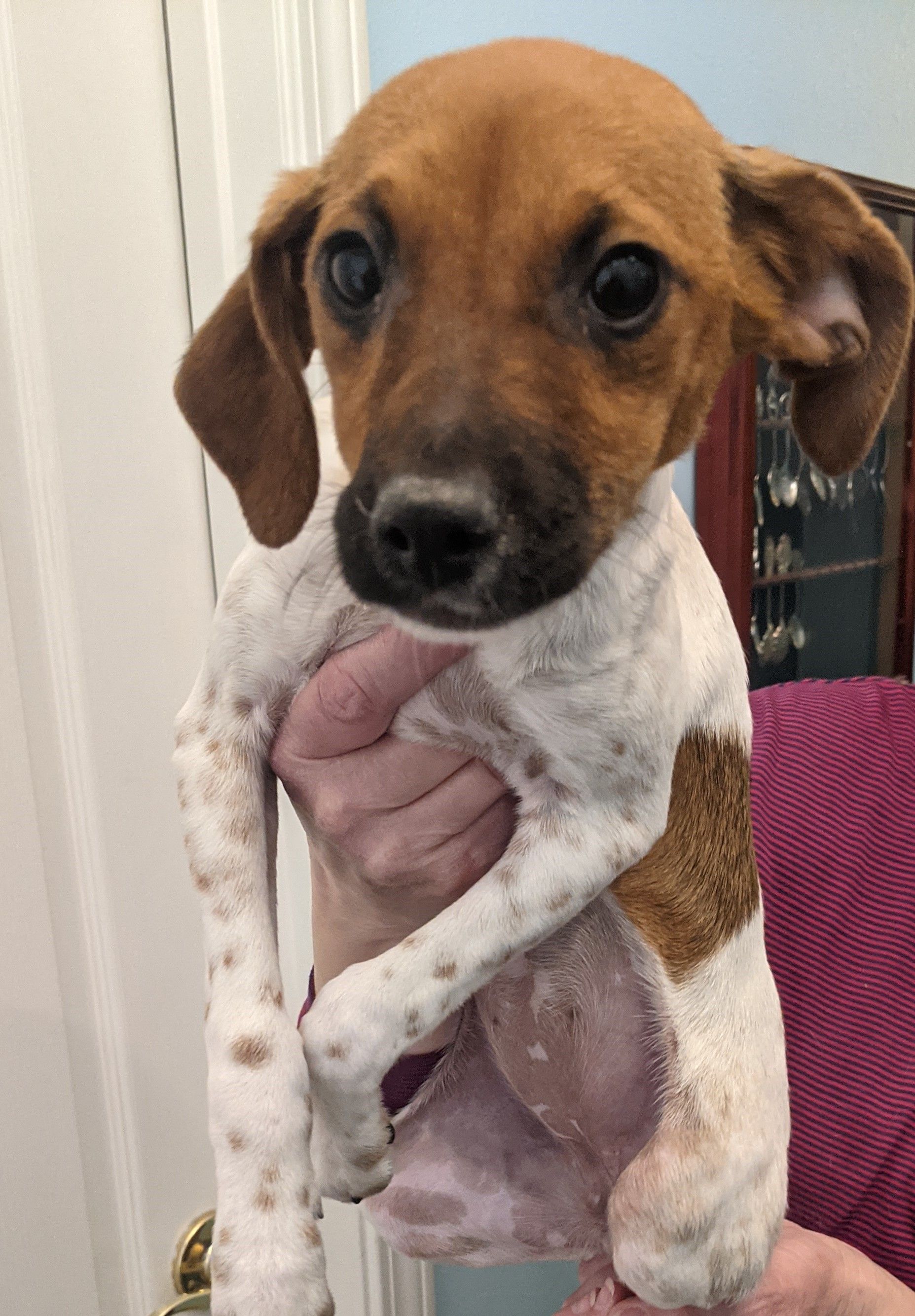Small brown-and-white puppy being held up indoors, looking at the camera.