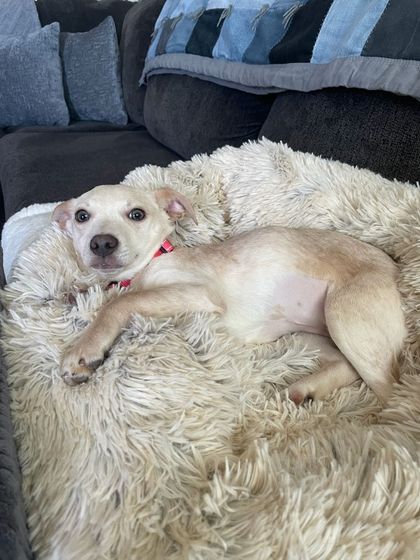 Two small dogs lounging together on a shaggy blanket on a couch, one cream-colored with a pink collar.