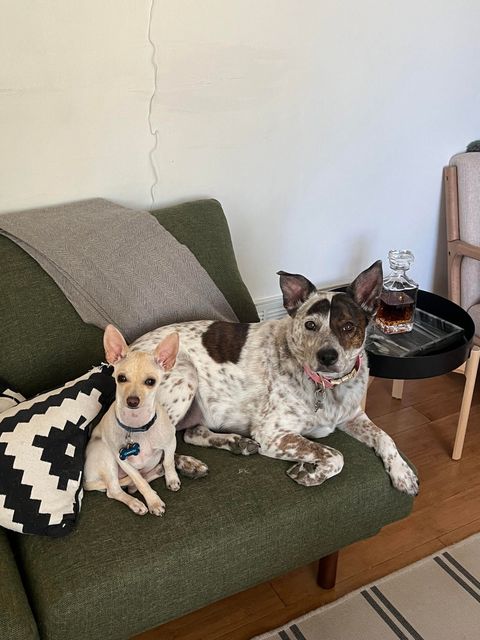 Two dogs lounging on a green couch with pillows in a cozy living room