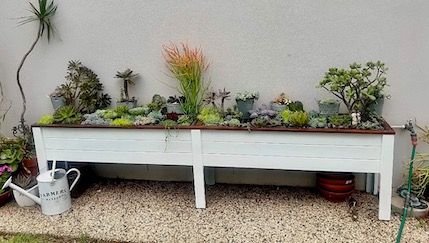 Succulent planter table against a wall, with small plants, a watering can, and gravel below