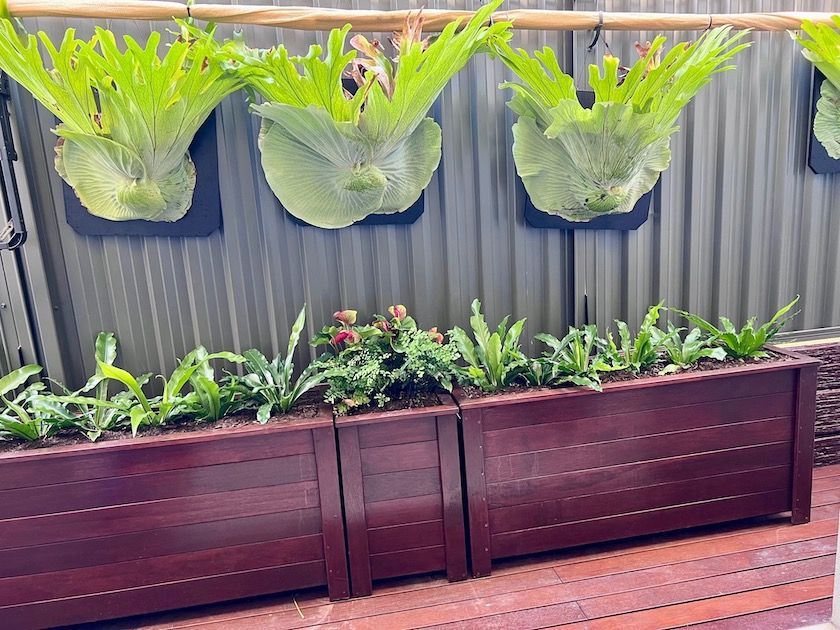 Backyard wall garden with hanging ferns and two wooden planter boxes of greenery and flowers