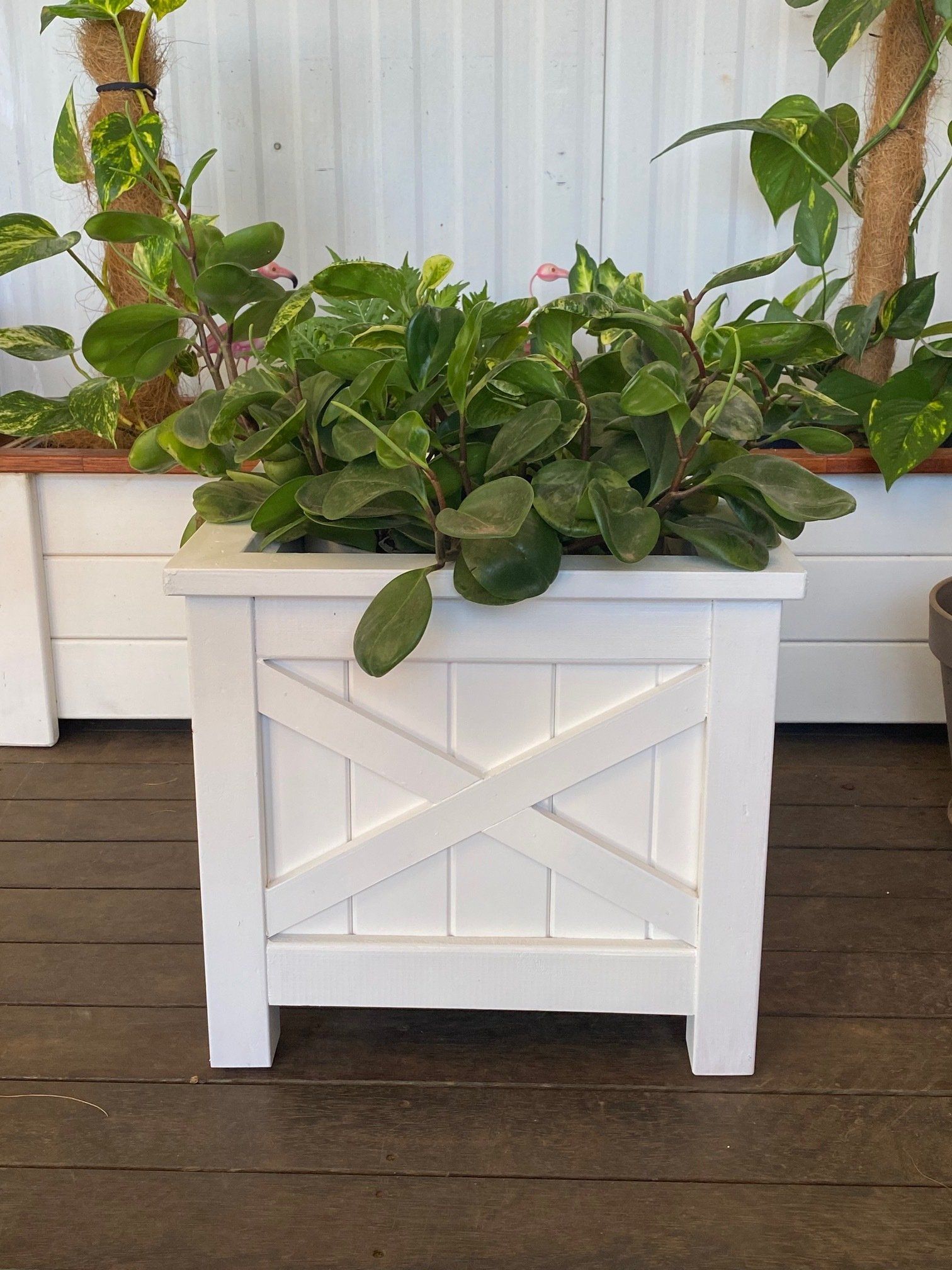 White planter box with green leafy plants on a dark wooden deck in front of a white wall
