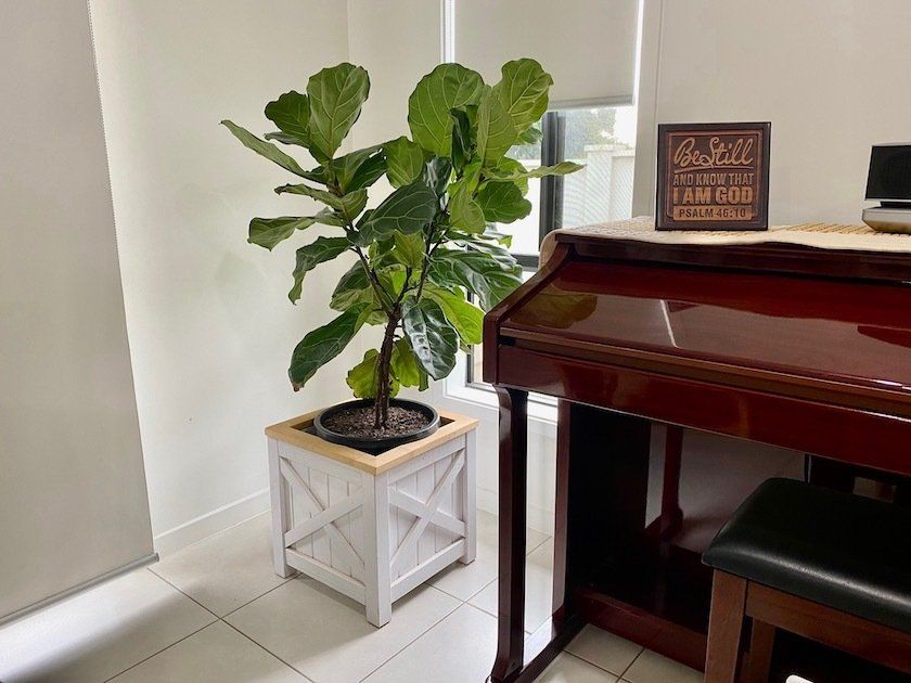 Potted fiddle-leaf fig beside a glossy dark wood piano in a bright room