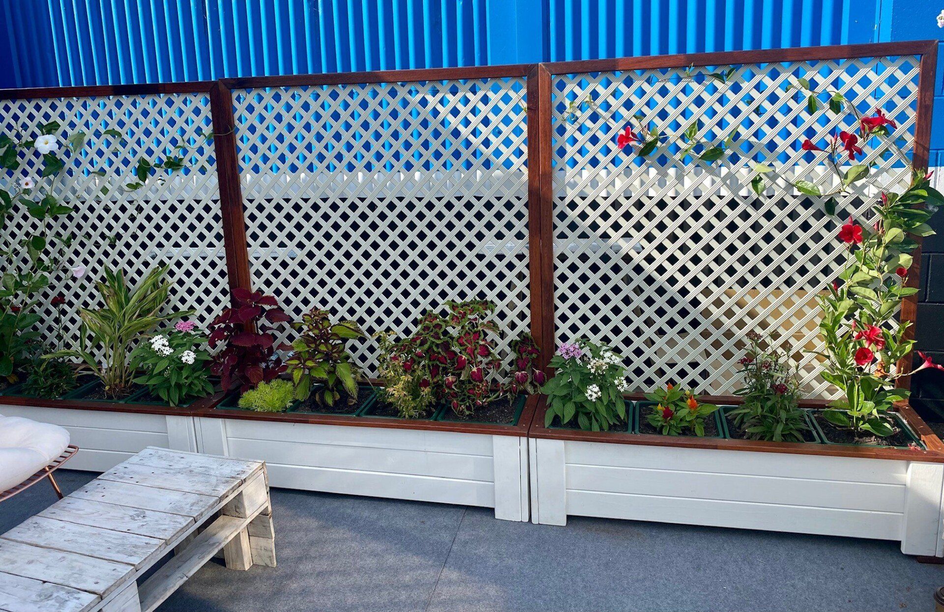 Potted flowers and shrubs in white planter boxes along a lattice fence beside a blue wall