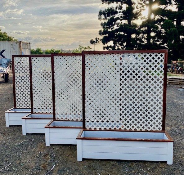 Four white lattice garden planters with brown trim lined up outdoors on gravel.